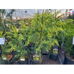 Kryptoméria japonská (Cryptomeria japonica) 'SEKKAN' - výška 50-70 cm, kont. C5L